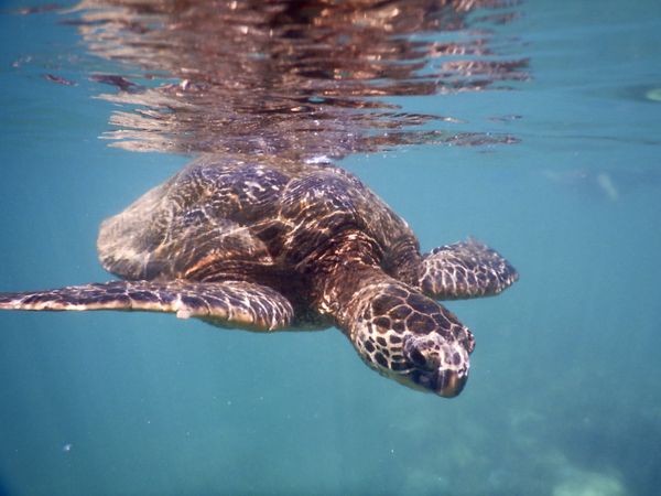 A turtle swimming in an Hawaiian Cove thumbnail