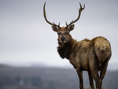 The tule elk has been reintroduced to its native range at Point Reyes National Seashore in California, but sometimes "rewilding" landscapes brings unintended effects.