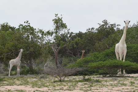 White giraffes found in Kenya