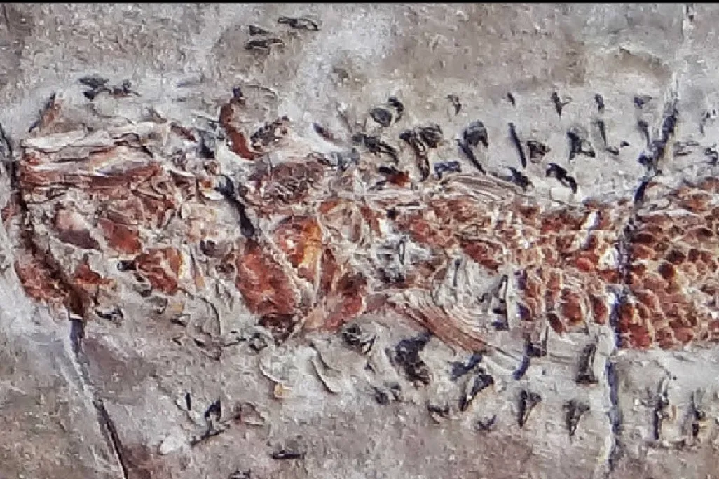 Fossil of squid-relative attacking a fish