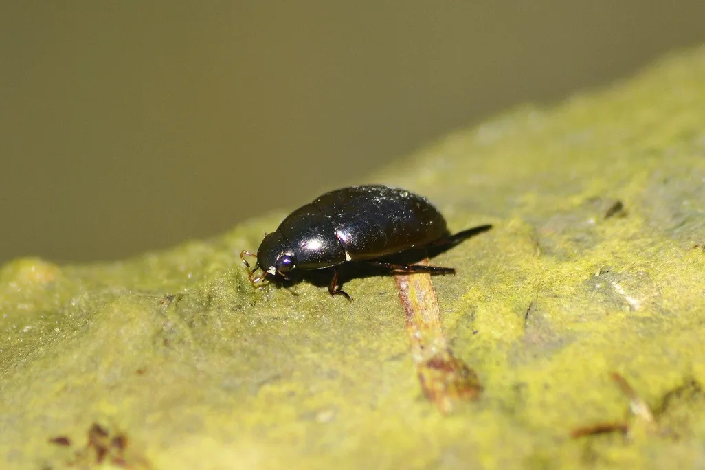A photo of a water scavenger beetle on top of some algae suspended in a body of water