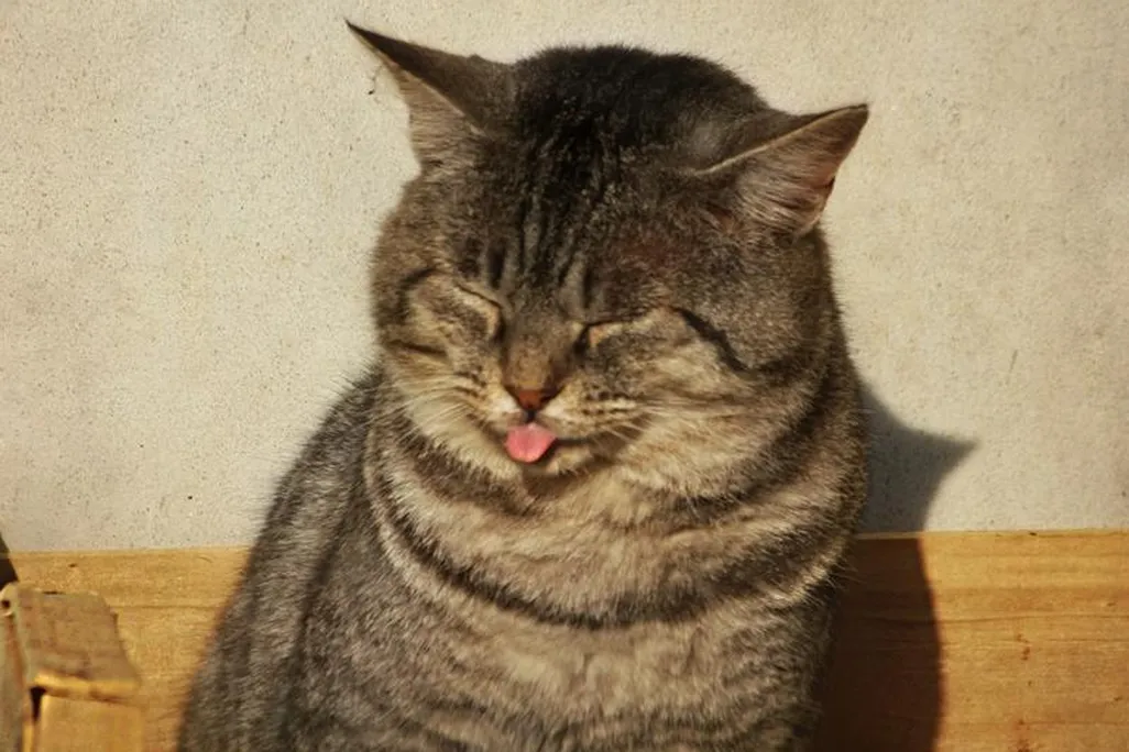 Kitty