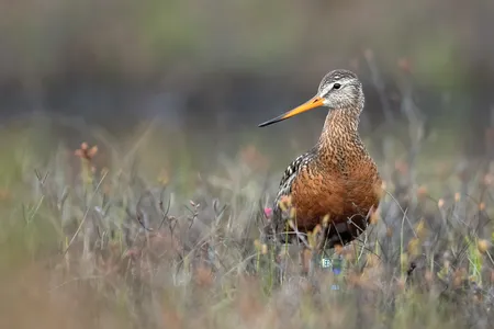 The remarkable Hudsonian godwit.