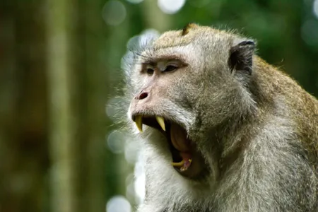 To speak, perchance to think? A long-tailed macaque opens wide in Bali, Indonesia.