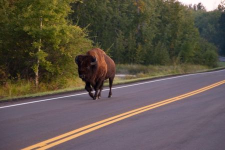 A bison takes a stroll down the road in Elk Island National Park, Alberta