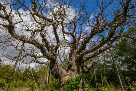 Located in Sherwood Forest, the Major Oak failed to produce leaves this spring and is now presumed dead.