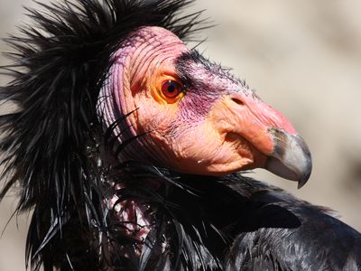 California condors rebounded after almost going extinct—but that doesn't mean the precious, weird birds are in the clear. 