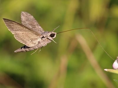 A new analysis of insect abundance surveys finds the decline may not be as dire as previously thought.