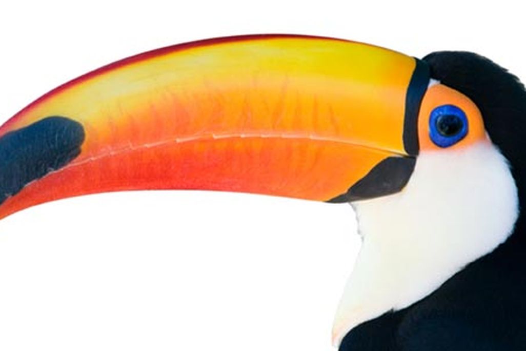 Toco toucan