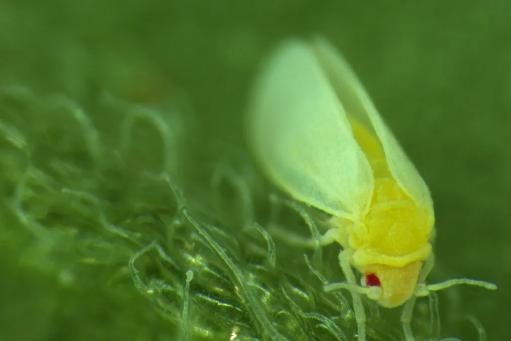 whitefly on a leaf