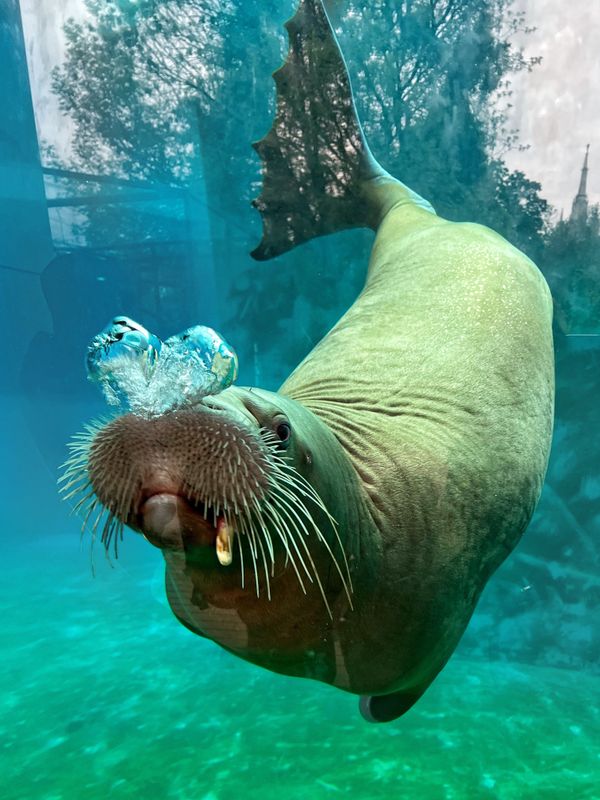 A seal, showing the skill of bubble breathing thumbnail