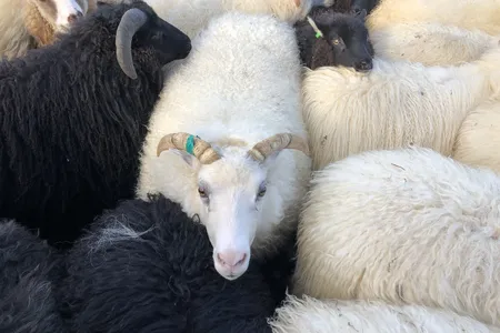 The centuries-old tradition involves sorting these woolly creatures after a summer of free-grazing on mountain grasses and berries in the highlands.