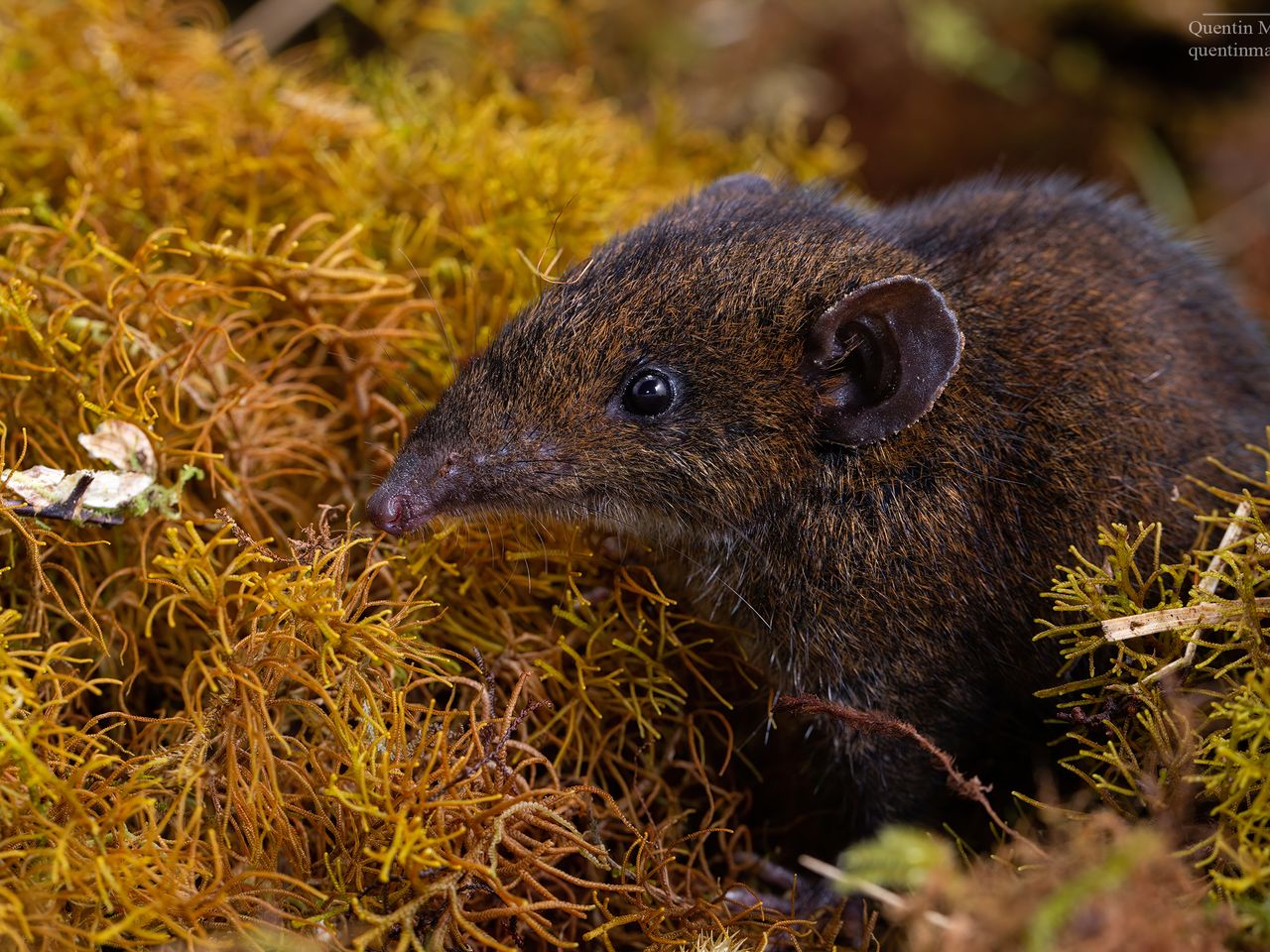 Smithsonian Scientists Discover New Species of Hedgehogs Hiding in