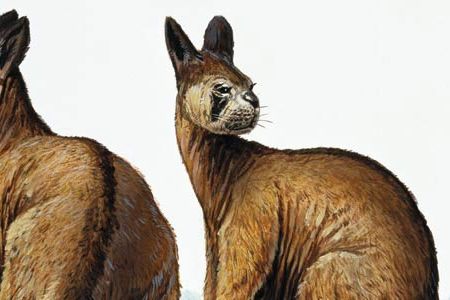 Giant kangaroo