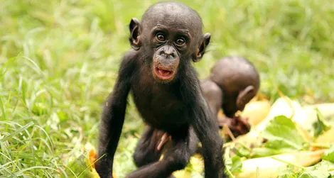 Baby bonobos share papayas