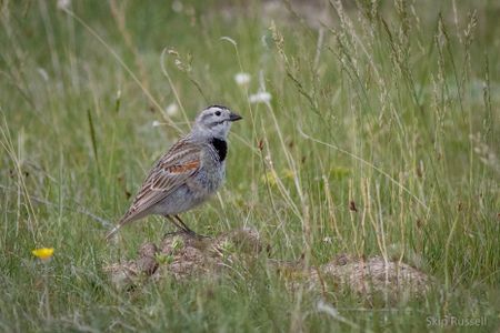 In 2020, the American Ornithological Society dubbed this bird, formerly named for a Confederate general, the&nbsp;&ldquo;thick-billed longspur.&quot;