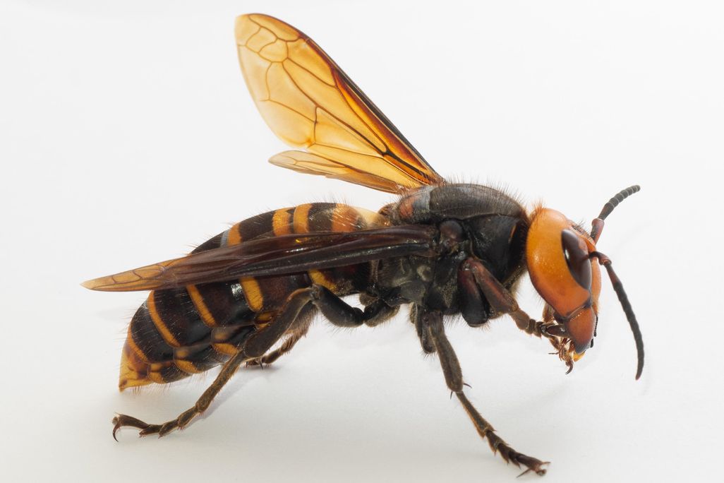 A close up image of a queen Asian giant hornet. The hornet has black and orange stripes and is facing towards the right against a white background. 