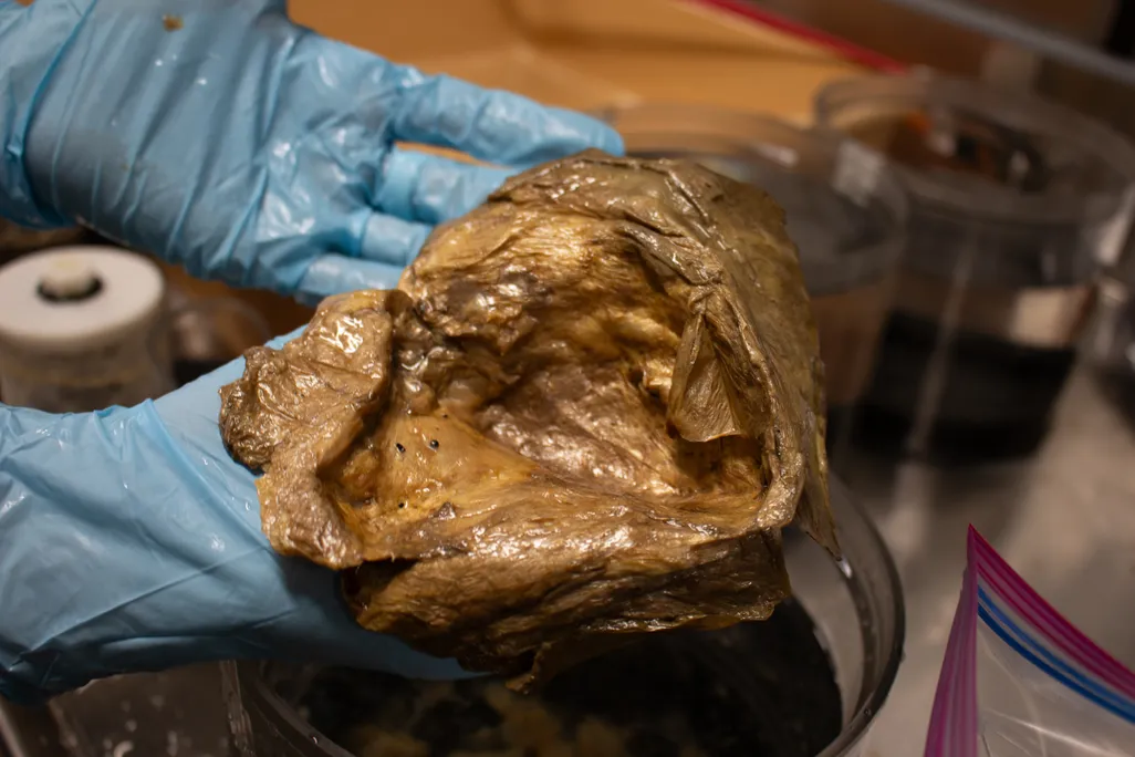 gloved hands holding crumpled, soft golden object