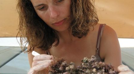 Laetitia Plaisance searches for crustaceans in a piece of dead coral.