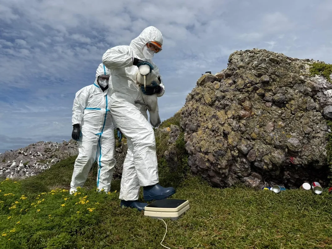 A man wearing a white hazmat suit holding a bird while stepping onto a scale