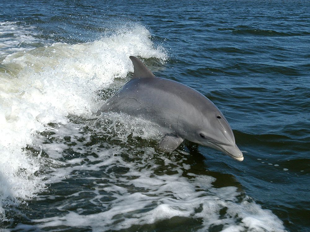 Bottlenose Dolphin