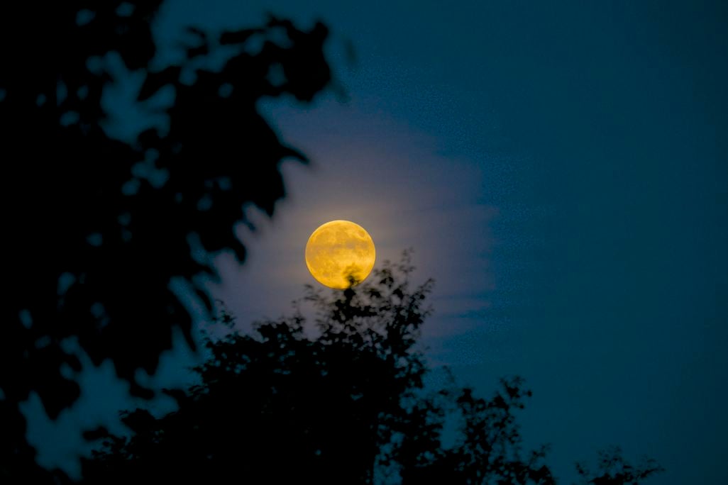 harvest moon