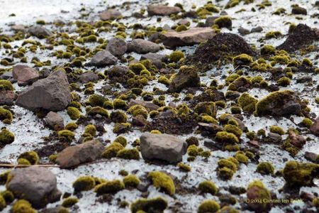 Glacier mice are balls of moss found in parts of Alaska and Iceland.