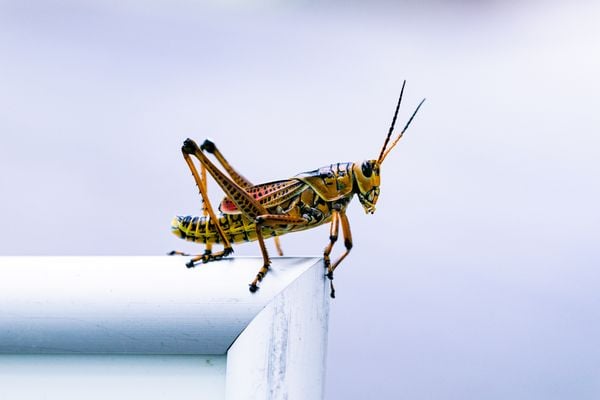 Florida Grasshopper thumbnail