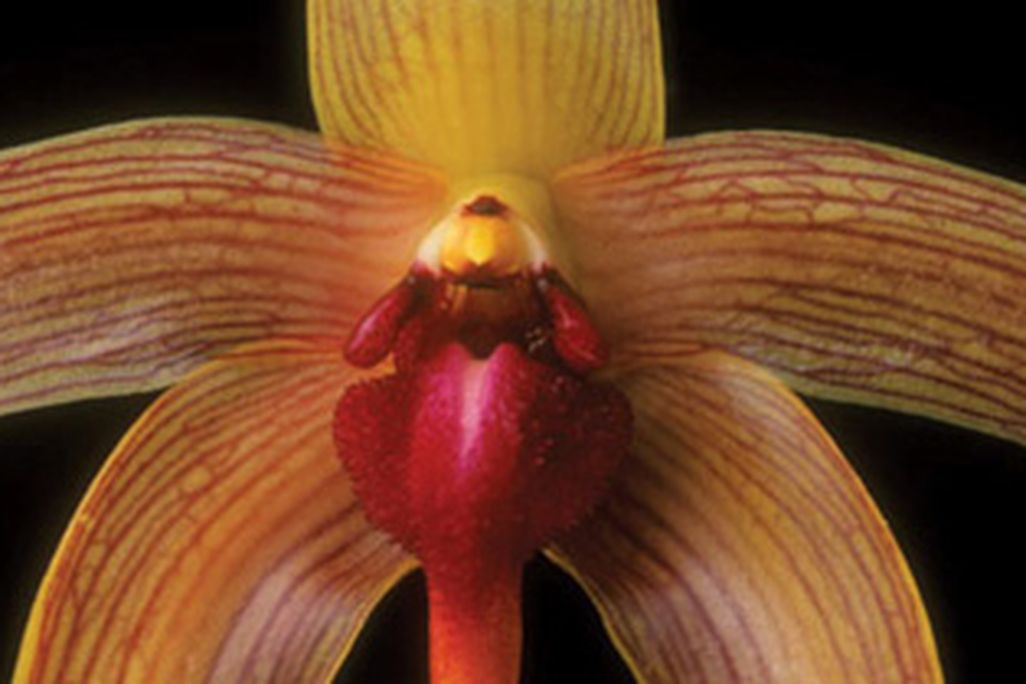 Bulbophyllum echinolabium orchid