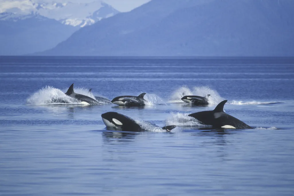 Pod of orcas surfacing in blue water with mountain backdrop