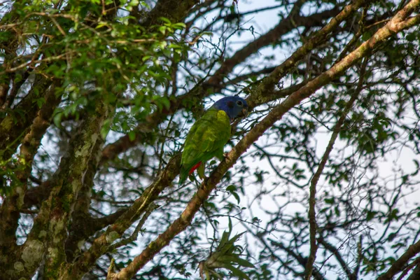 The Jungle Gem thumbnail