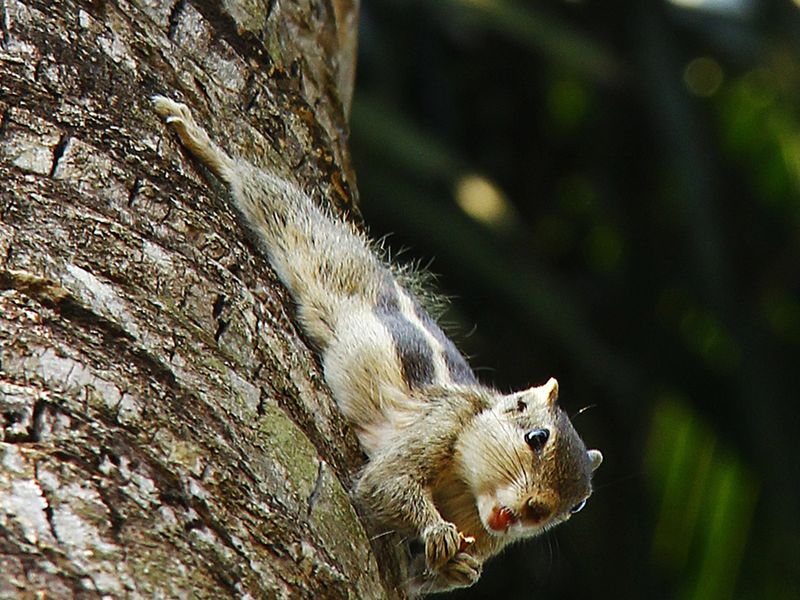 A squirrel was coming down vertically from a coconut tree ...