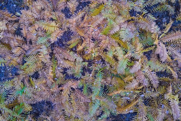 Flying over the ferns. thumbnail
