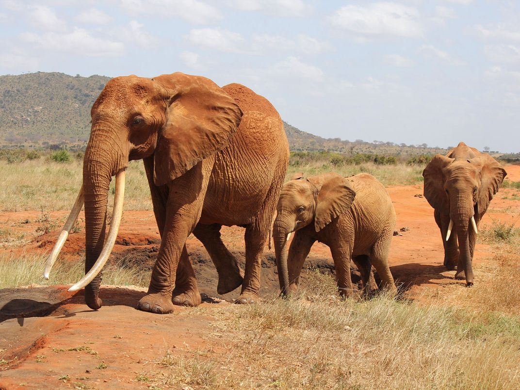 Elephants in Tsavo East National Park