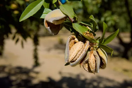 Almonds on a tree, ready for harvest in California