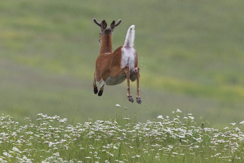 White Tailed Deer