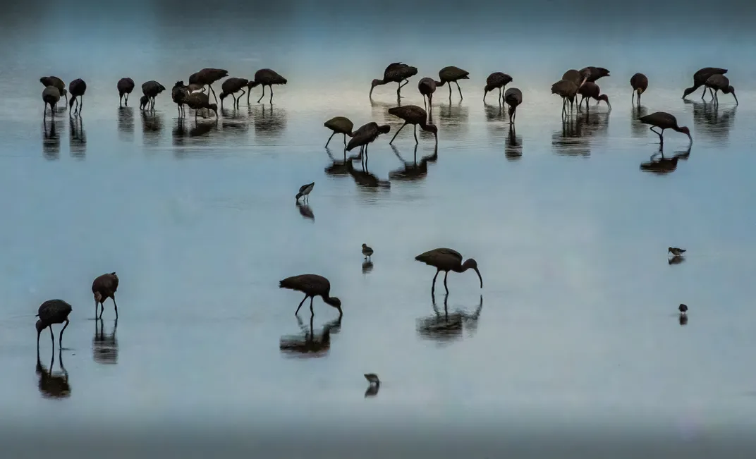 Birds enjoy a drink at the Hagerman National Wildlife Refuge, a haven for wildlife in northern Grayson County.