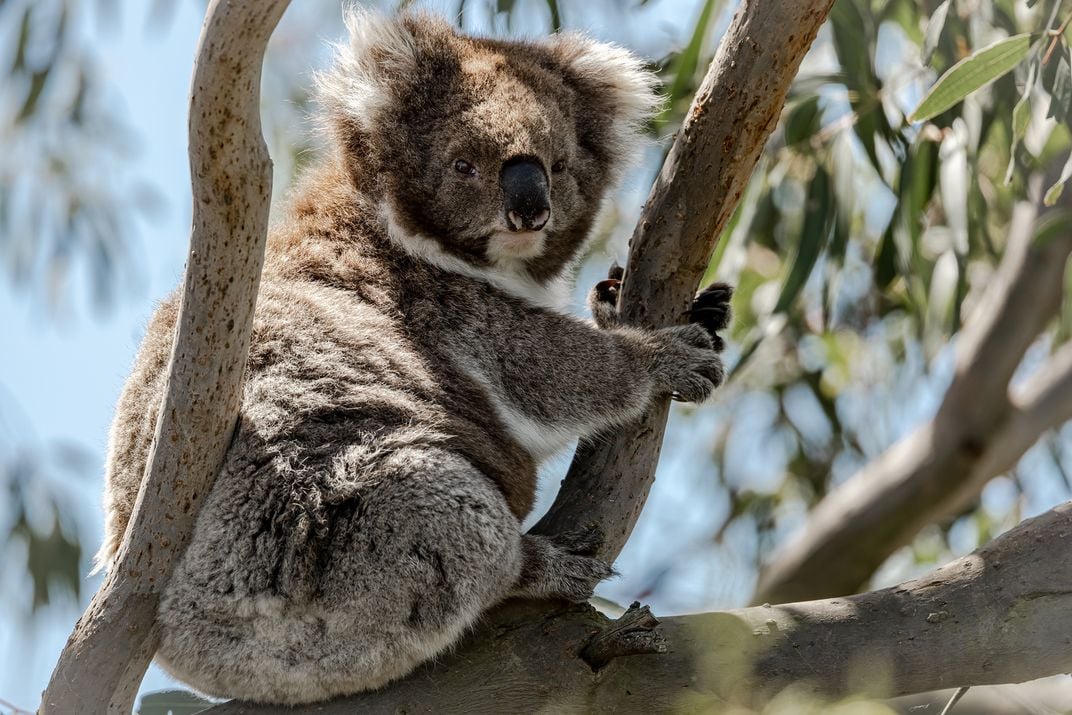 This Island Is Inhabited by More Koalas Than Humans