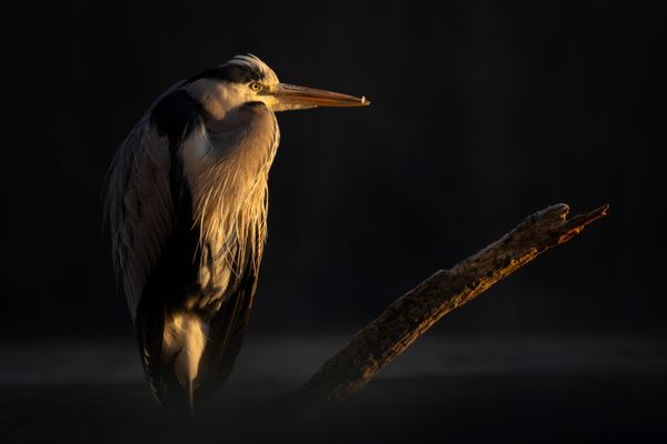 Gray heron on the lake thumbnail