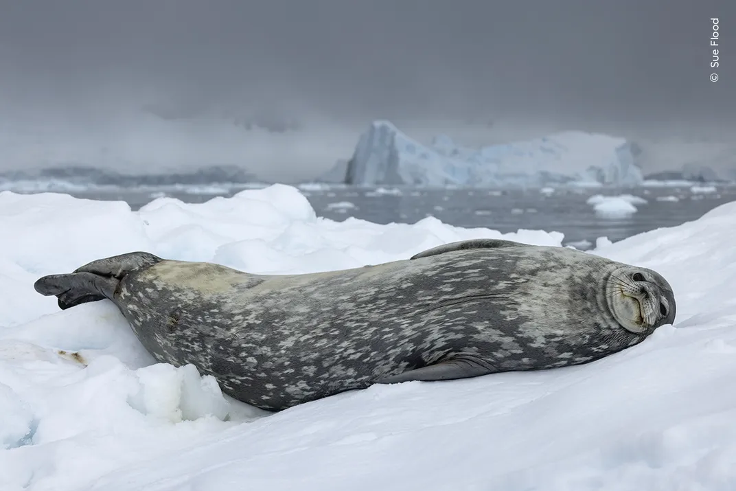 a gray and white speckled seal lies on its side on an ice floe, with water and more ice visible in the background, its face looks sleepy