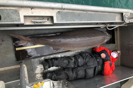 Lake sturgeons have a striking appearance with their shark-like tails, five rows of bony plates lining their brownish grey bodies called "scutes", and their whisker-like barbels below their rounded snout.

