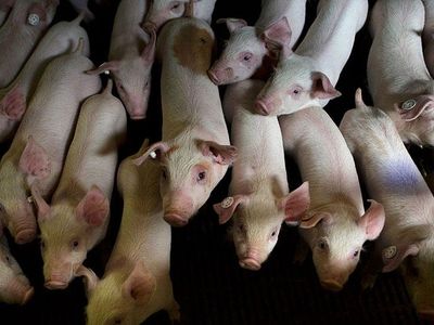 The epidemic claimed the lives of some 8 million pigs by spring of 2014.