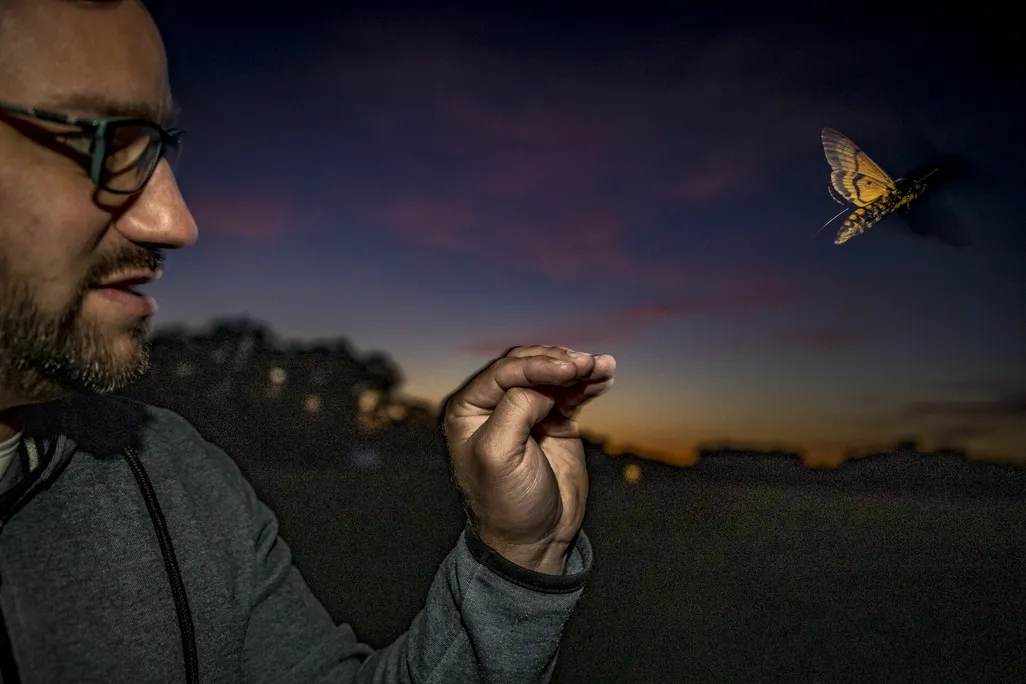 A man at night holds his hand out and a hawk moth flies nearby
