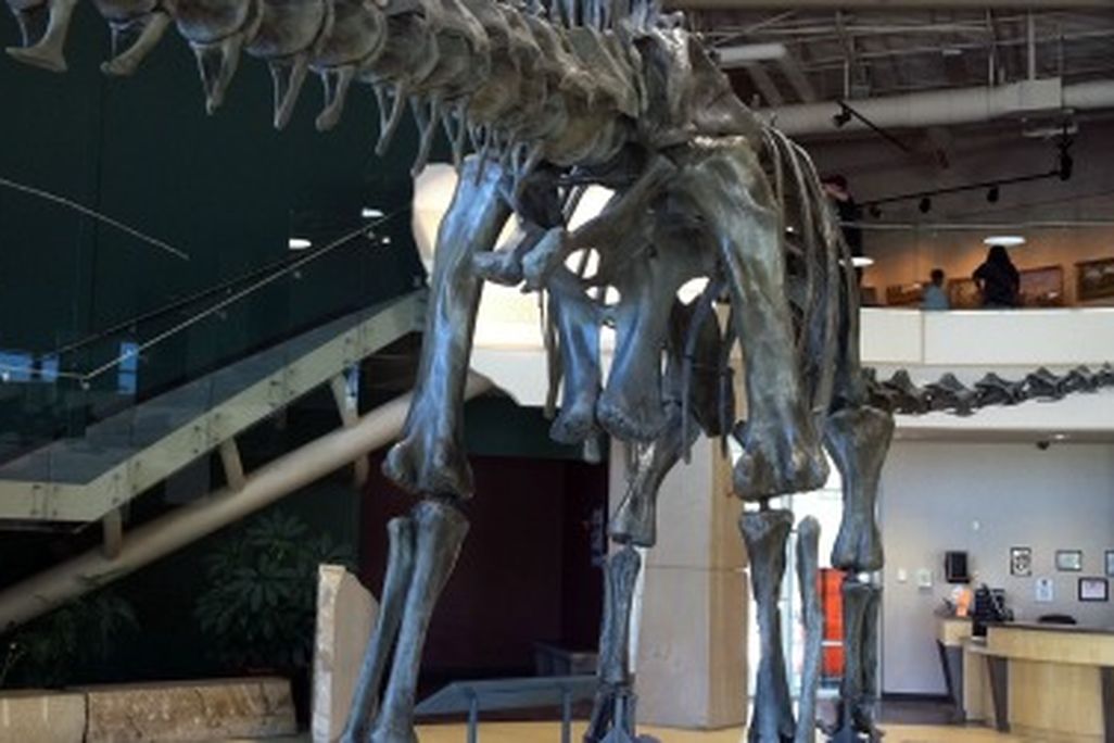 The backside of Diplodocus, photographed at the Utah Field House of Natural History