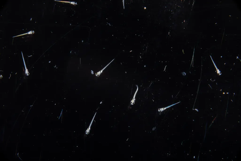 larval zebrafish