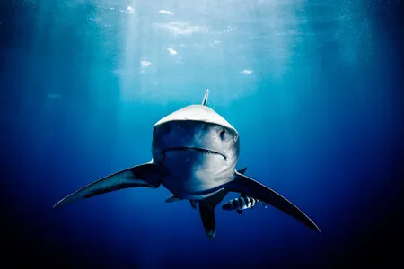 Oceanic whitetip, Cat Island, March 2014 (Instagram:  michaelmuller7)