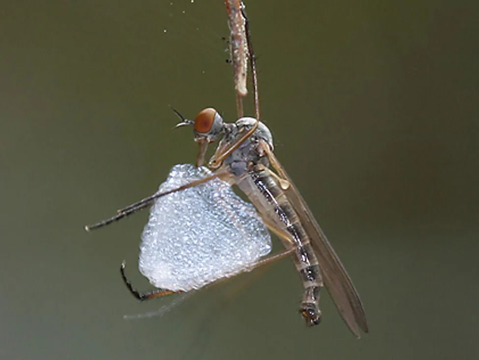 An insect holding a silk balloon.