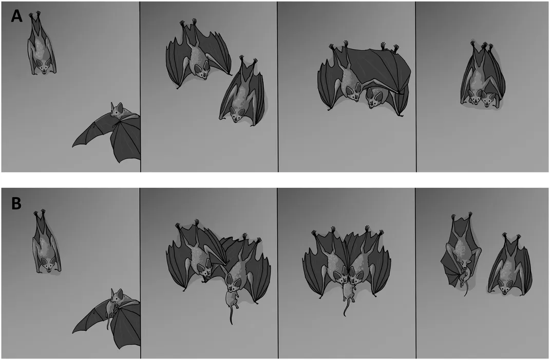 Illustrations of bats hugging and sharing food