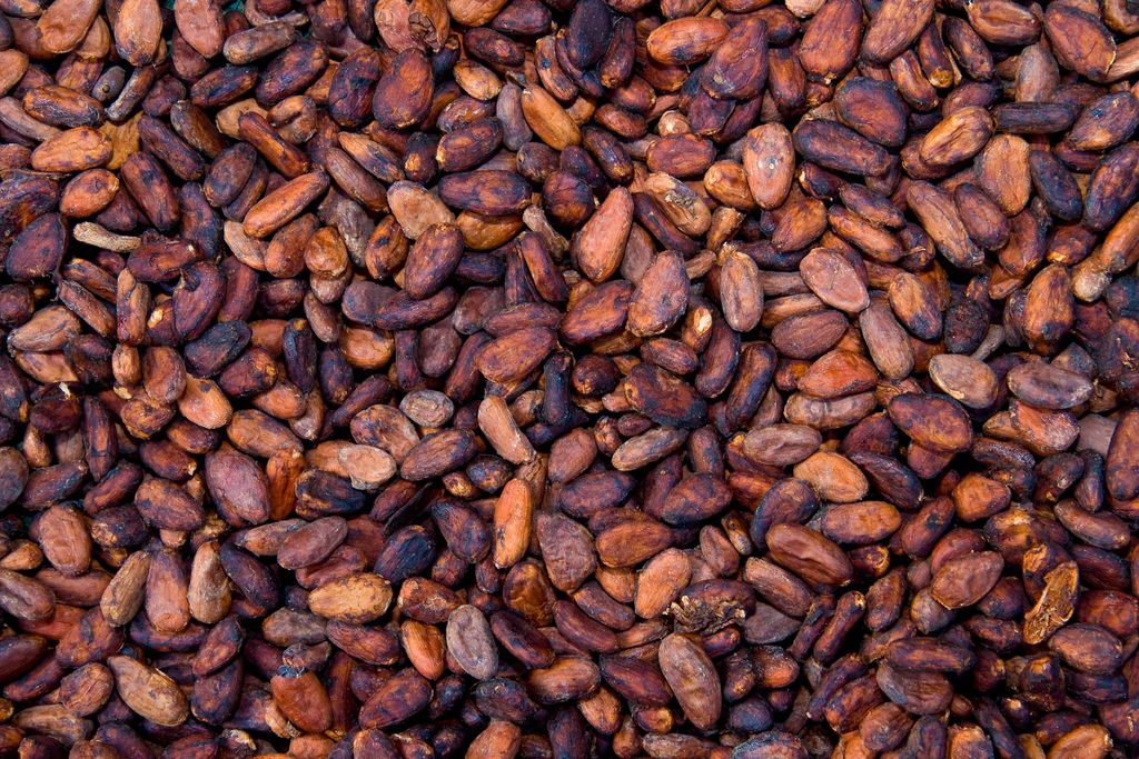 Cacao Beans