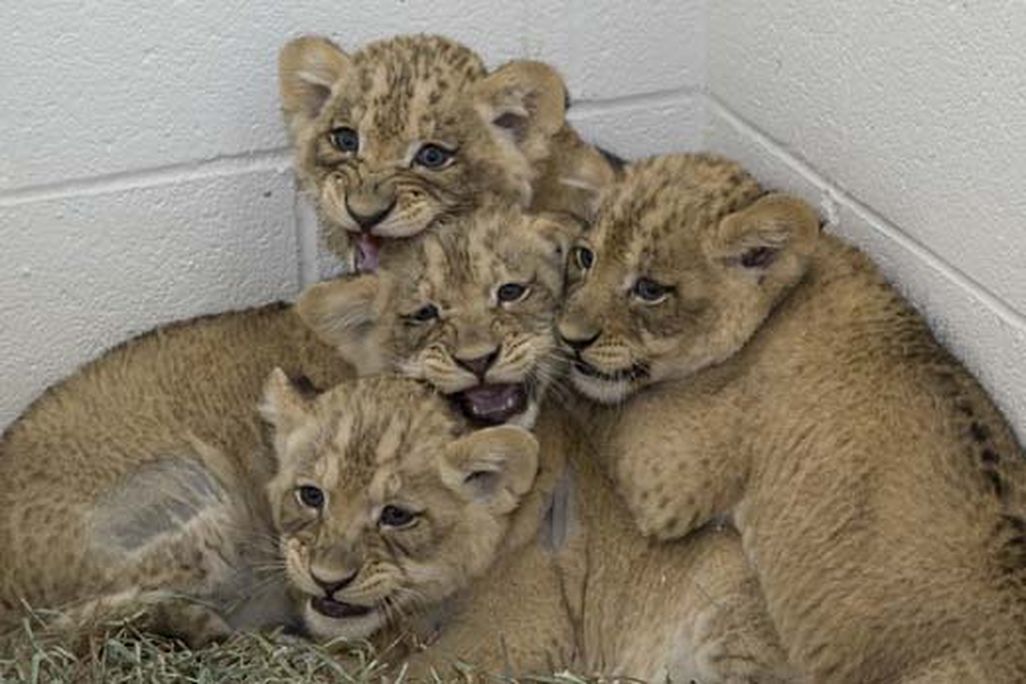 20110520110659cubs.jpg